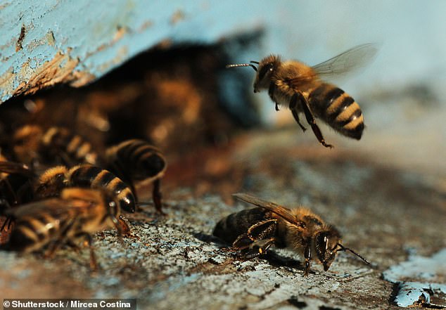 Ученые обнаружили, что пчелы считают всего четырьмя клетками мозга.Вокруг Света. Украина