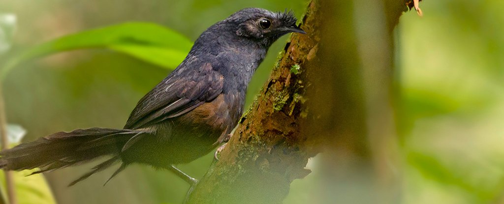 Самую редкую в мире птицу нашли в Бразилии.Вокруг Света. Украина