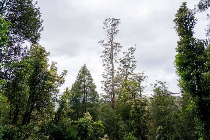 В Тасмании нашли самое высокое лиственное дерево в мире.Вокруг Света. Украина