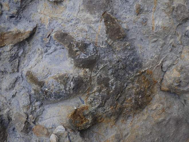 Шторм, разрушивший скалы Британии, обнажил следы динозавров.Вокруг Света. Украина