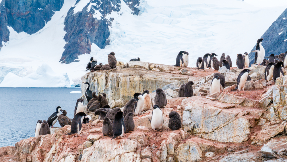 В Антарктиде нашли колонию пингвинов, живущих на одном месте 3000 лет.Вокруг Света. Украина