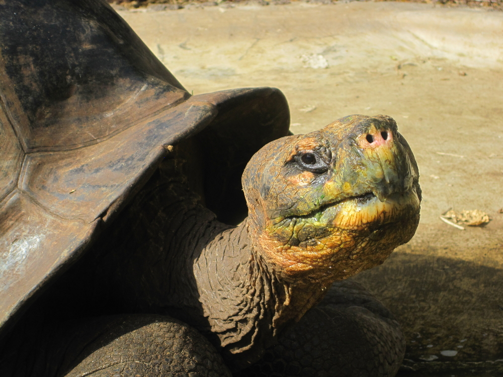 Генетики раскрыли секрет долголетия гигантских черепах.Вокруг Света. Украина