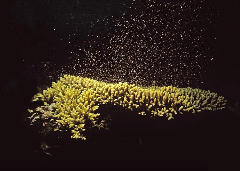 В Австралии подводный дрон распыляет личинки кораллов (видео)