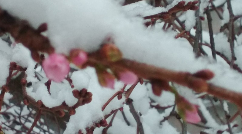 В Мукачево под снегом зацвела сакура