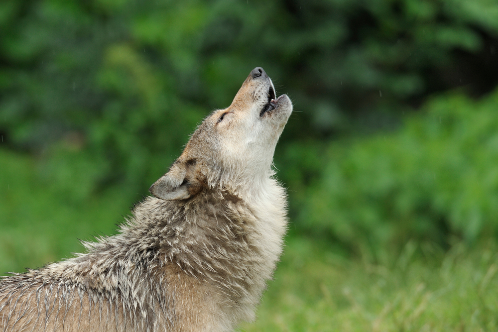 Чому вовки виють?