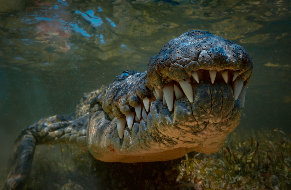 Филиппинец покусал крокодила, чтобы спасти сына.Вокруг Света. Украина
