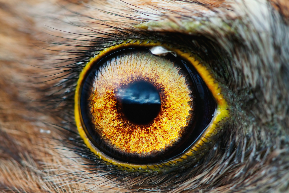 Глаз Птицы Фото
