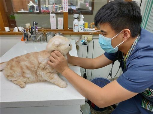 Тайваньца оштрафовали на 90 тысяч долларов за кота в посылке.Вокруг Света. Украина