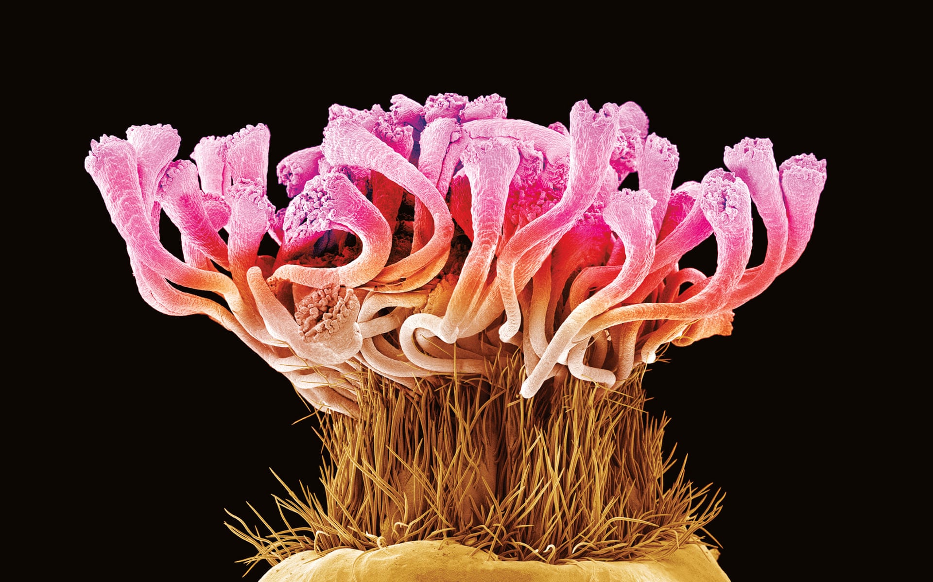 Розы, пчелы и пыльца под микроскопом (фото)