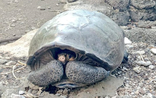 На Галапагосах нашли черепаху, считавшуюся вымершей.Вокруг Света. Украина