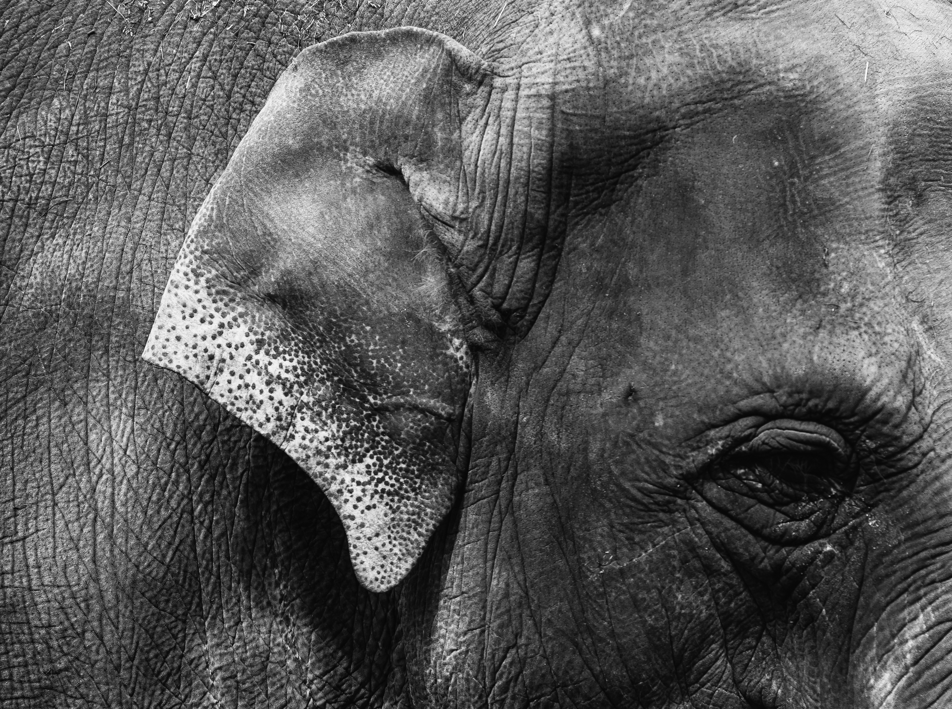 В Индии умерла самая старая слониха в мире.Вокруг Света. Украина