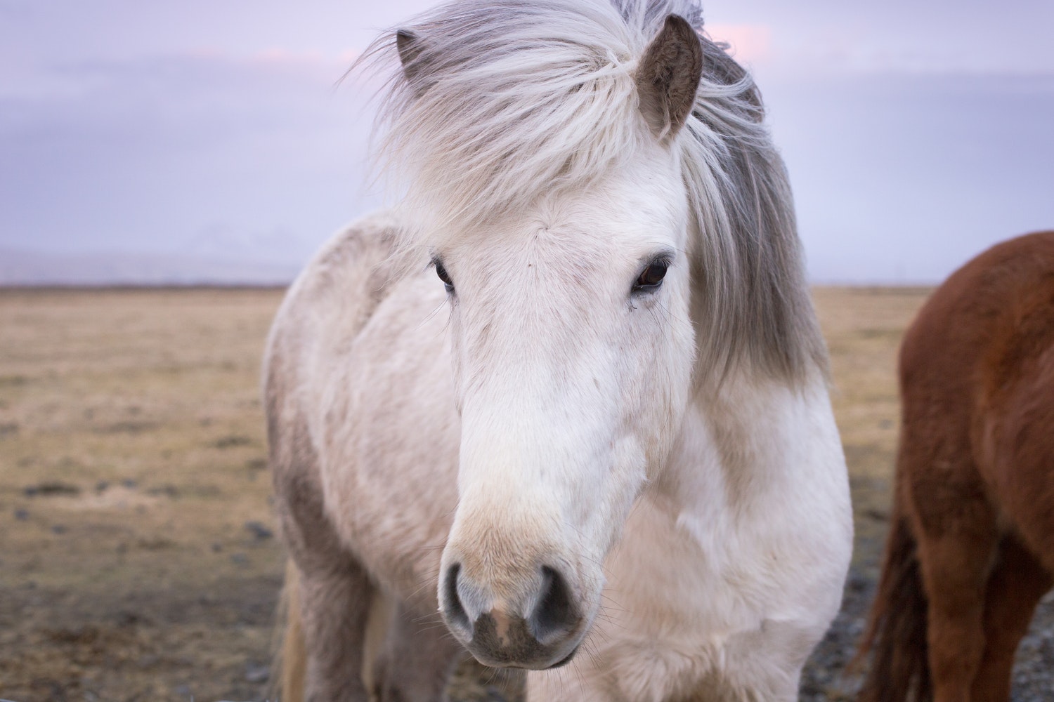 В Исландии создали комиссию, чтобы лошадям не давали пошлые клички