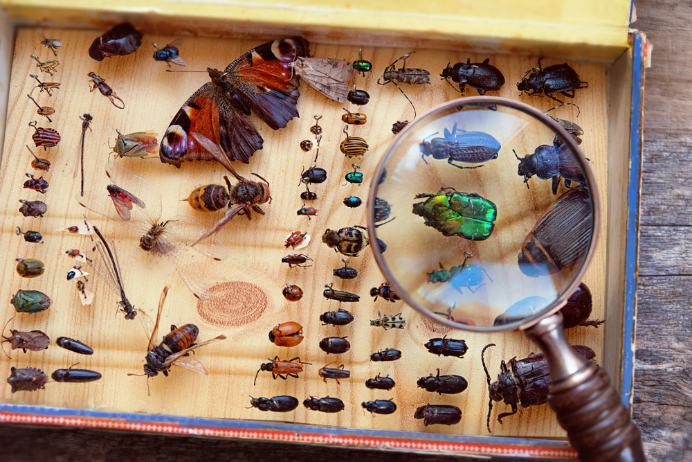 Половина видов насекомых находятся на грани вымирания.Вокруг Света. Украина