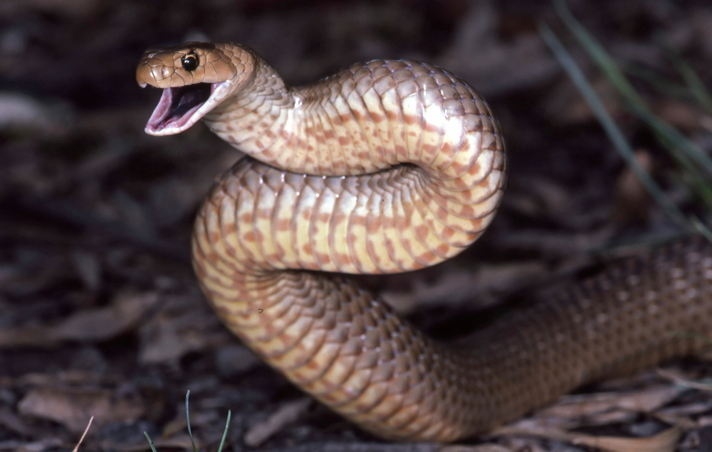 Австралийский зоопарк предлагает назвать змею в честь экс-партнера.Вокруг Света. Украина