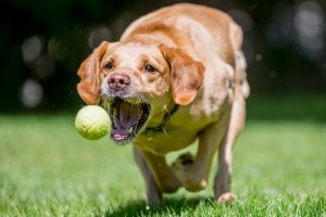 В США собака поймала мяч с 75 метров