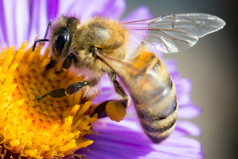 Пчелы оказались способны складывать и вычитать.Вокруг Света. Украина