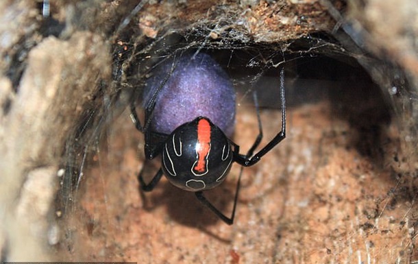 В Африке нашли новый вид ядовитейшего паука в мире.Вокруг Света. Украина
