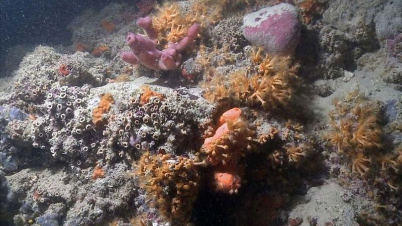 У берегов Италии найден уникальный коралловый риф.Вокруг Света. Украина