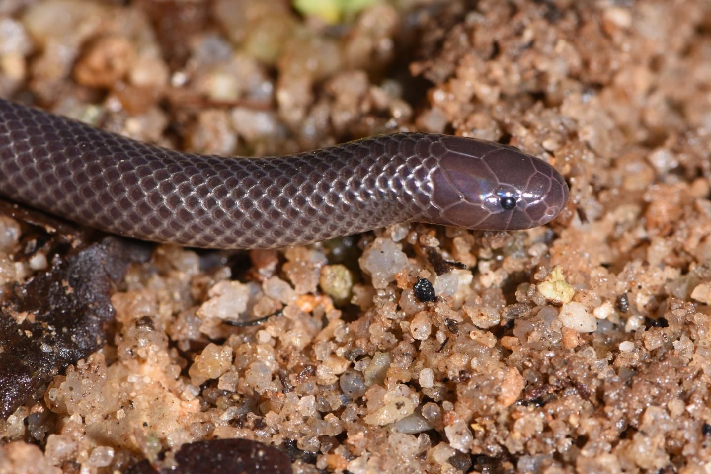В Западной Африке обнаружили новый вид змей, атакующих боком