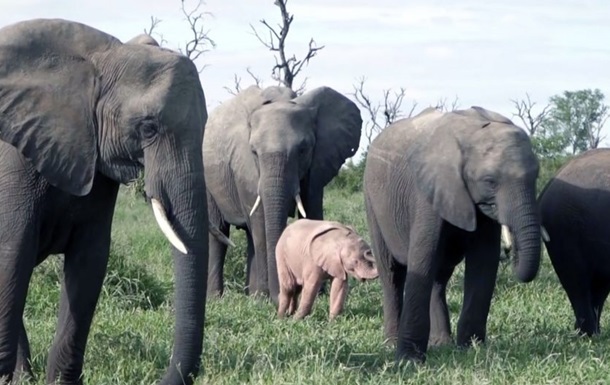 В ЮАР нашли розового слоненка.Вокруг Света. Украина