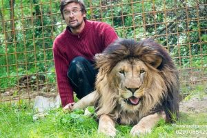 В Чехии «домашний» лев убил своего хозяина