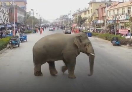 В Китае дикий слон устроил погром в городе.Вокруг Света. Украина