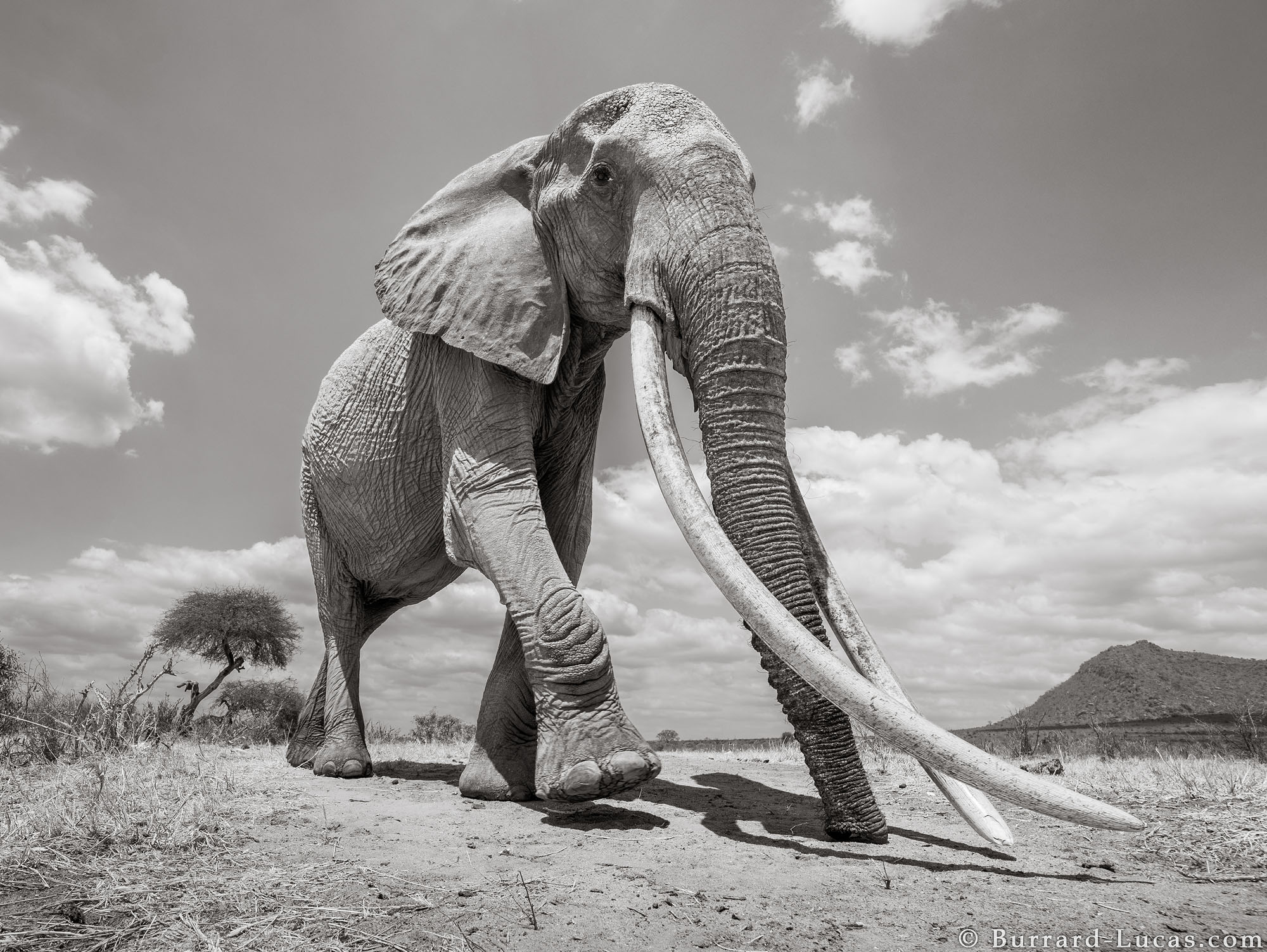 Британский фотограф запечатлел одного из последних слонов с гигантскими бивнями