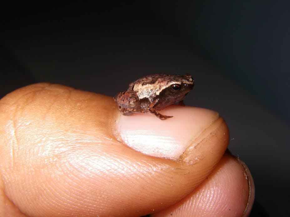 На Мадагаскаре открыли новые виды мини-лягушек.Вокруг Света. Украина