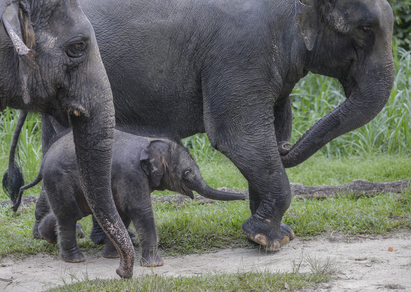Сафари-туристы делают слонов жестокими