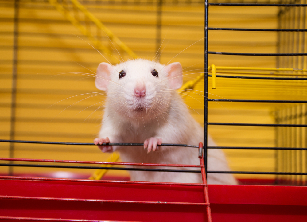 Учёные из США научили алгоритм распознавать «речь» крыс.Вокруг Света. Украина