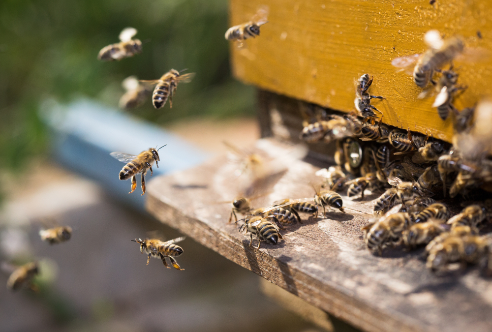 Экологи научились определять уровень загрязнения воздуха по пчелиным ульям.Вокруг Света. Украина