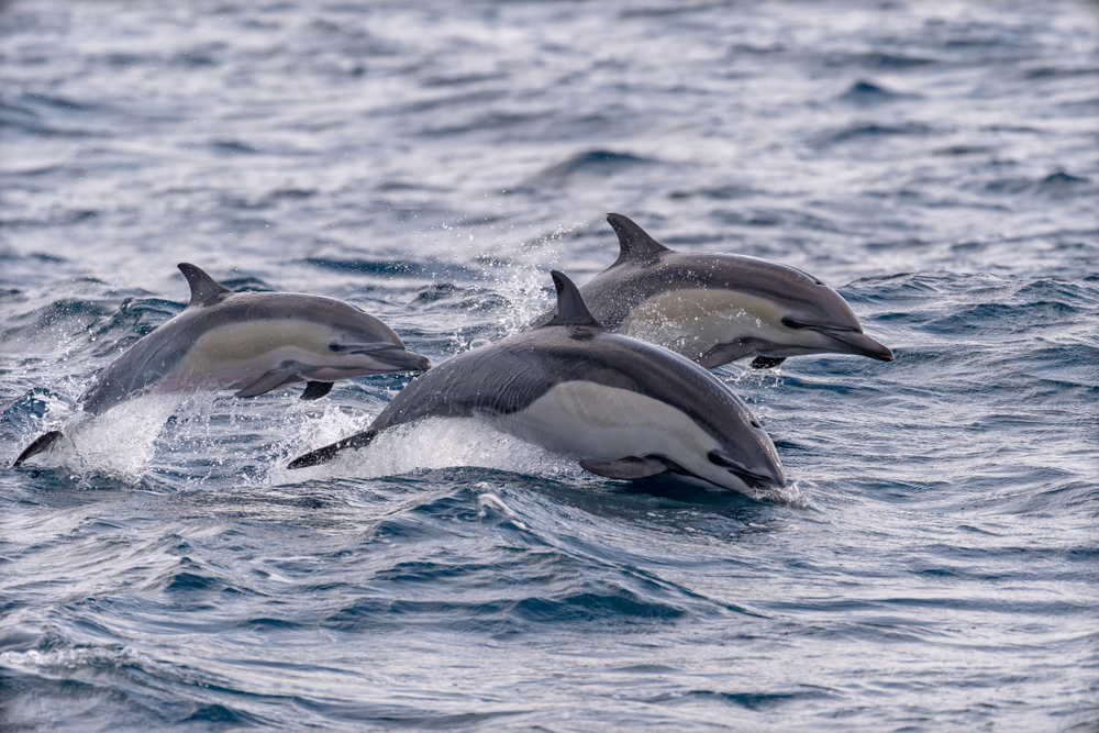 Жестокая охота: ученые протестуют против убийства дельфинов в Японии.Вокруг Света. Украина