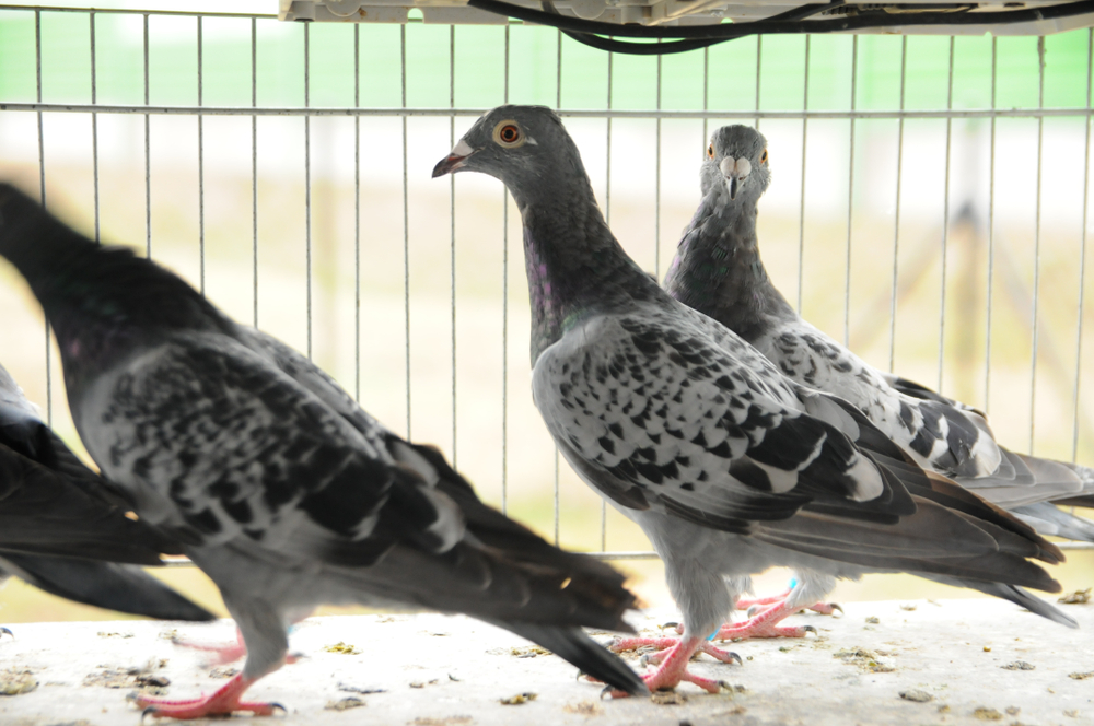 В Бельгии на аукционе продали самого дорогого в мире голубя.Вокруг Света. Украина