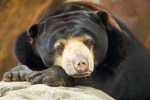Медведи умеют подражать выражению лица