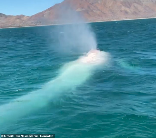 Моби Дик? У берегов Мексики заметили кита-альбиноса.Вокруг Света. Украина