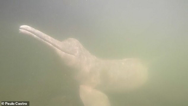 Ученые расшифровали язык амазонских речных дельфинов.Вокруг Света. Украина