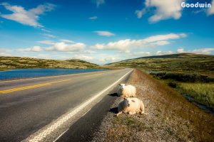 Все дороги ведут в Норвегию: лайфхаки для удачного автопутешествия