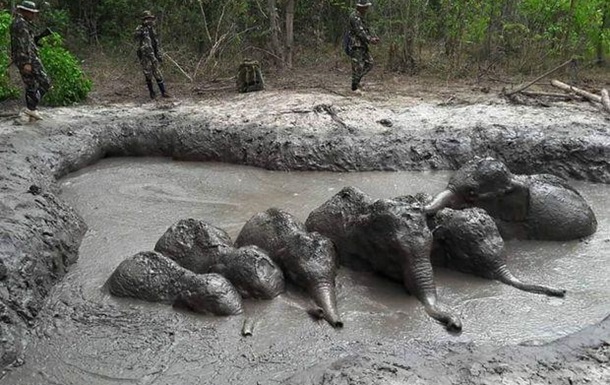 В Таиланде спасли увязших в грязи слонят.Вокруг Света. Украина