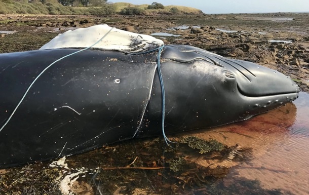 Горбатый кит утонул, запутавшись в веревке