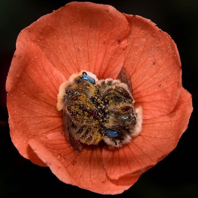 Фотограф нашел двух пчел, уснувших в одном цветке мака