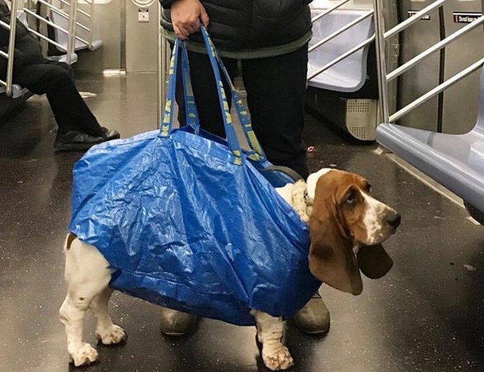 Пес в мешке, или как в Нью-Йорке перевозят животных