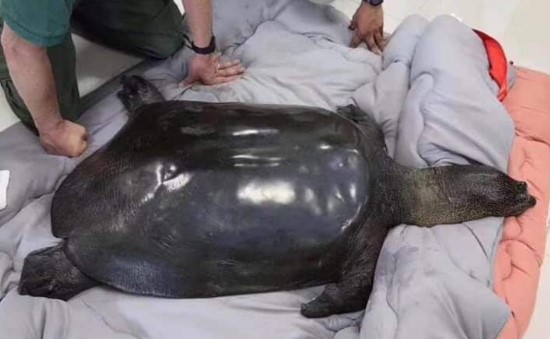 В Китае умерла последняя самка вымирающего вида черепах.Вокруг Света. Украина