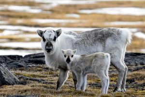 Северные олени в Норвегии перешли на морскую капусту