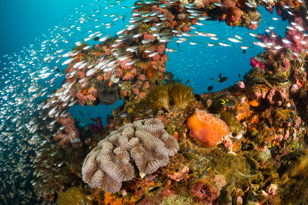 Число малышей-кораллов у Большого Барьерного рифа упало на 90%.Вокруг Света. Украина