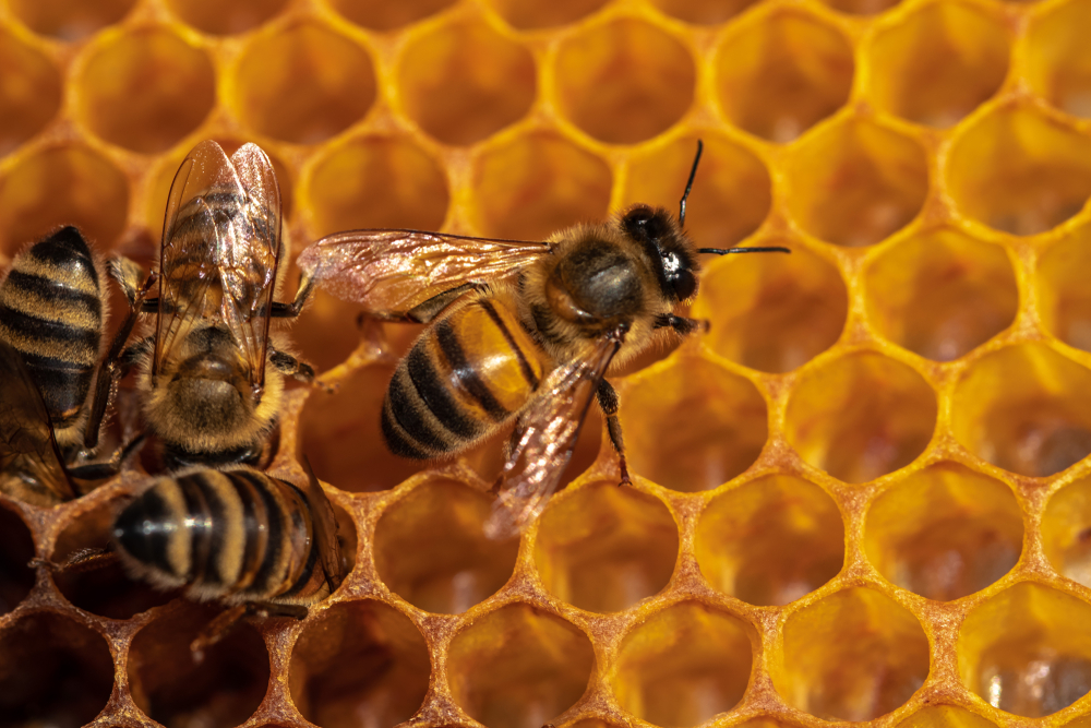 Чому бджоли будують шестикутні стільники?