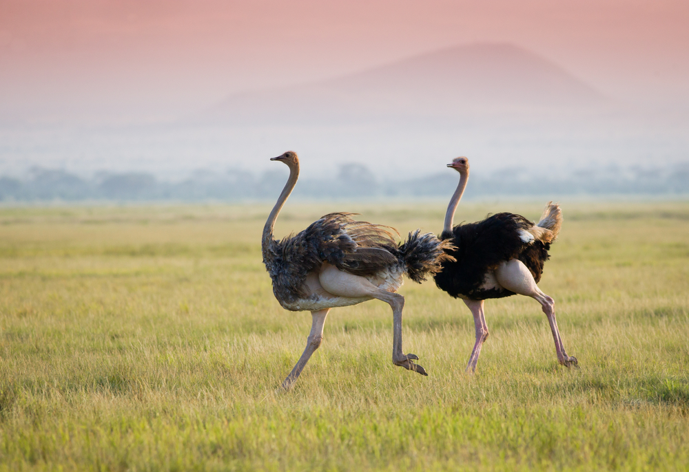 Генетики объяснили, как страусы разучились летать.Вокруг Света. Украина