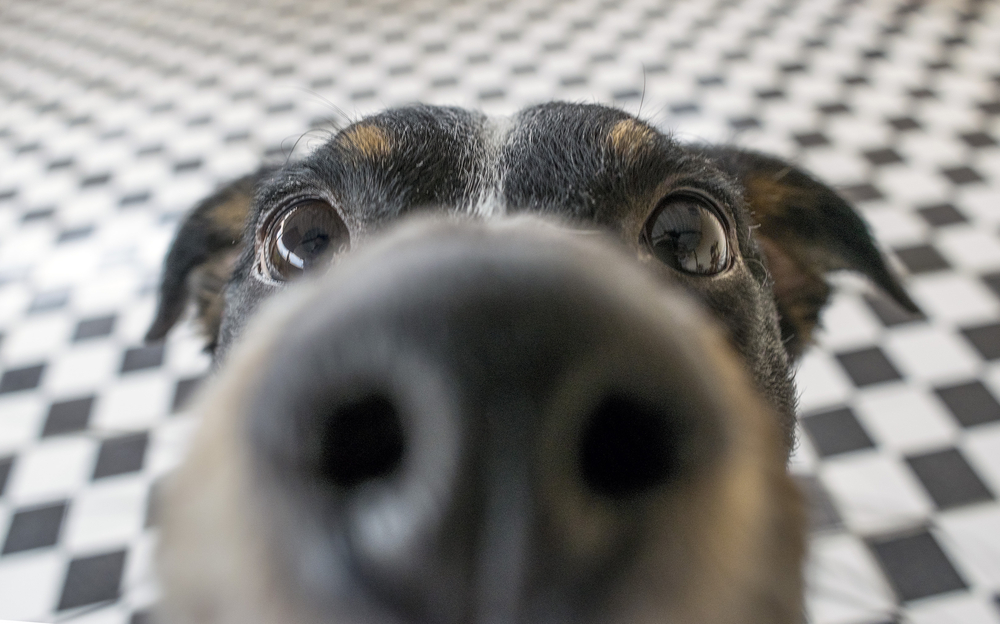Собаки по запаху определяют рак легких.Вокруг Света. Украина