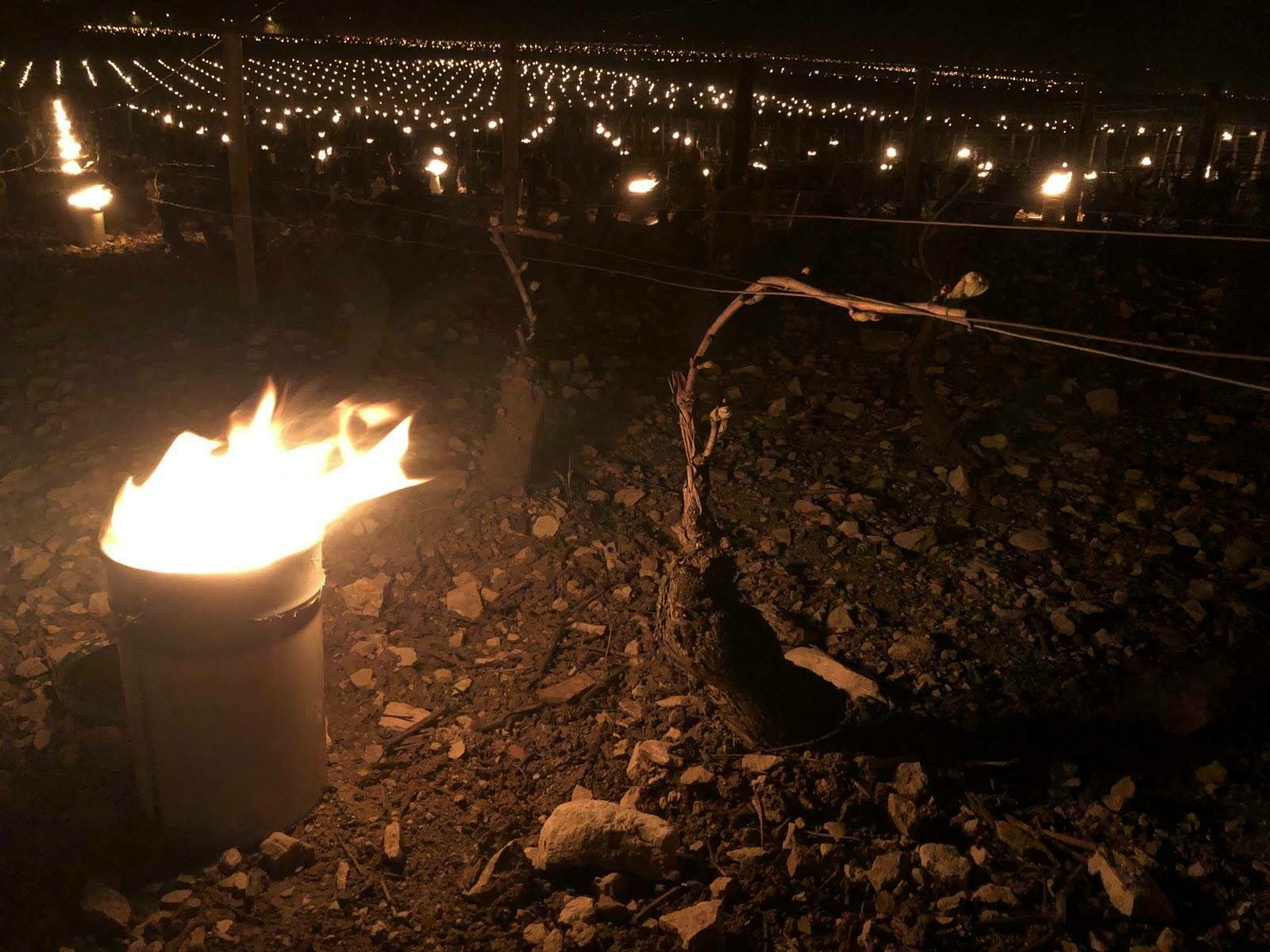 Французские виноградники спасали от мороза.Вокруг Света. Украина