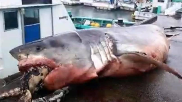 Огромная акула насмерть подавилась черепахой