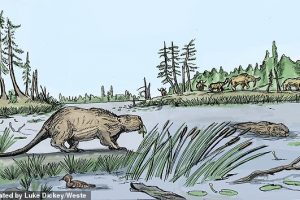 Палеонтологи объяснили, почему вымерли гигантские бобры Северной Америки